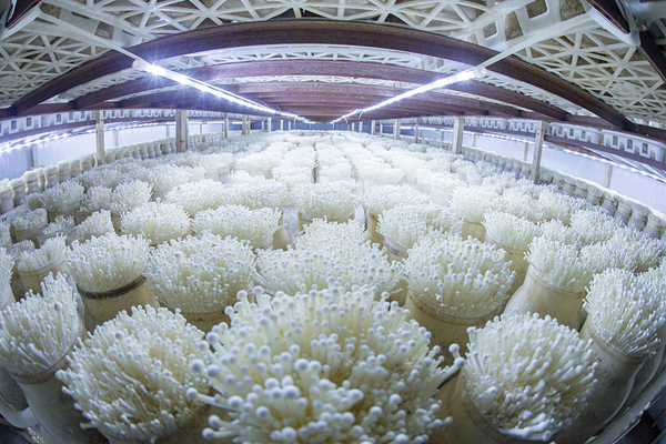 食用菌組培室設(shè)計