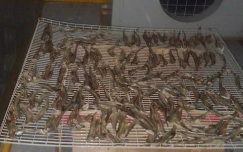 湖南室內(nèi)氣候控制公司給您分享蝦類(lèi)烘干房