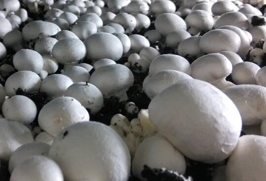 食用菌工廠化生產(chǎn)要注意什么